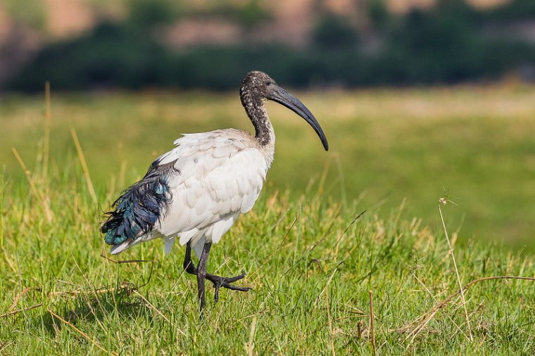 032 Botswana, Chobe NP, heilige ibis.jpg